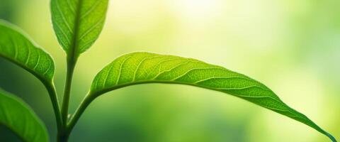 Close-up of a green leaf with a soft background photo