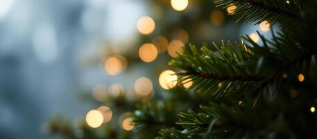 Christmas Lights in the Pine Tree photo