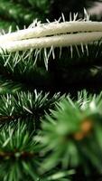 Closeup of Pine Tree Branch with White String photo