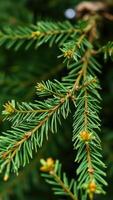Close Up of Evergreen Tree Branch photo