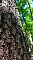 Closeup of Tree Bark in Forest photo