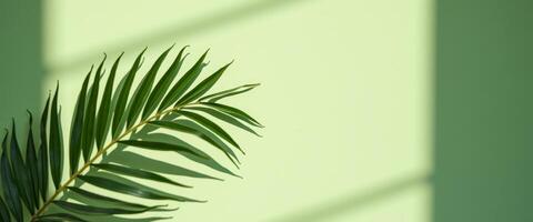 Palm Leaf with Light and Shadow on Green Background photo