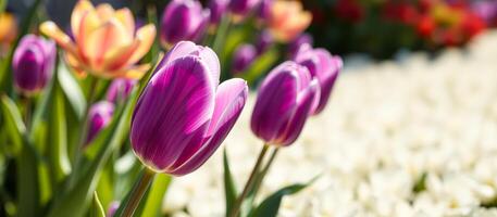 Closeup of Purple Tulip with Blurred Background of White Flowers photo