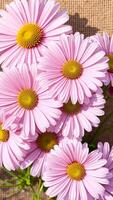 Pink Daisies Macro Close-up photo
