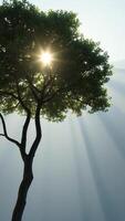 Sun Rays Through Tree Branches photo