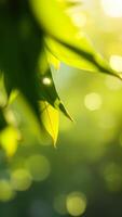 Green leaves in a blurred background photo