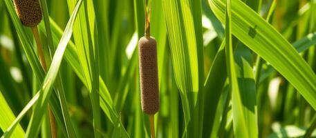 Close-up of a Cattail in a Lush Green Meadow photo