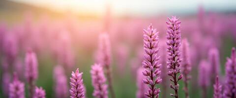 Pink Flower Field at Sunset photo