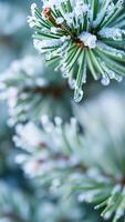 Frozen Pine Needles with Dew Drop photo