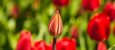 Single Red Tulip Bud in a Field of Tulips photo