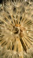 Dandelion Seeds Macro photo