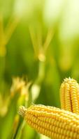 Corn on the Cob in a Field of Green photo