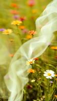 Blurred Flowers and White Fabric in a Meadow photo