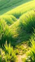 Path through a field of green grass and wheat photo