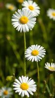 Closeup of a single white daisy in a field of green grass photo