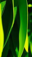 Abstract Green Leaf Texture photo