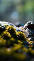 Close Up of Moss on Rocks photo