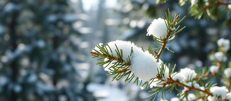 Snow-covered Pine Branch in Winter Forest photo