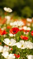 A Single Red Poppy Flower in a Field of White Flowers photo