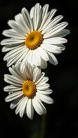 Close-up of two daisies with dew drops on petals photo