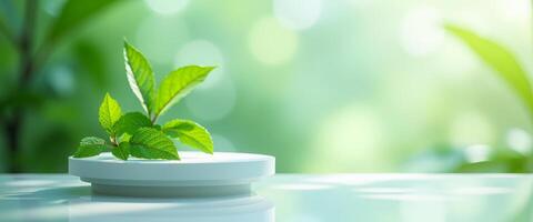 Green Leaf on White Platform with Blurred Green Background photo