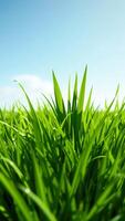 Closeup of Green Grass Blades with Blue Sky in Background photo