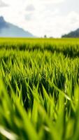 Lush Green Grass Field with Blurred Mountain Background photo