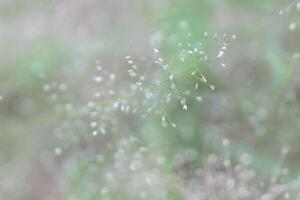 Close up of wild plants with blurred background photo