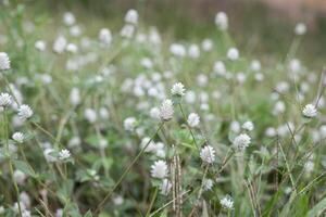 Close up of wild plants with blurred background photo