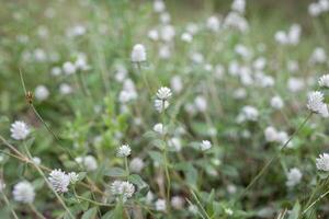 Close up of wild plants with blurred background photo