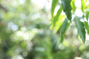 Close up of wild plants with blurred background photo
