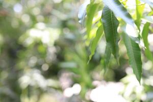 Close up of wild plants with blurred background photo