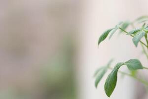 Close up of wild plants with blurred background photo