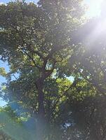 Sunlight Filtering Through the Green Canopy of Trees photo