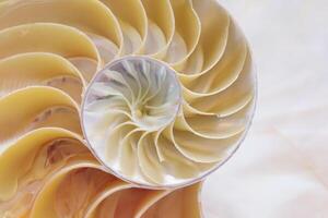 Golden Ratio Spiral, Cross Section of a Nautilus Shell Showing Fibonacci Symmetry and Swirl Structure photo