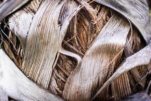 Close up bark of palm texture background photo