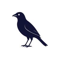 A black bird is standing on a white background vector