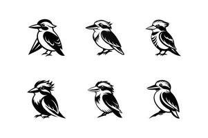 A set of four different birds, including a kookaburra, a cockatoo vector
