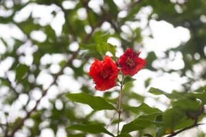 red pomegranate flower on a pomegranate tree branch with green leaves photo