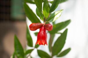 Red Pomegranate flower in the Pomegranate plant with green Background. photo