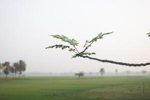 a moringa tree branch with a green field in the background photo