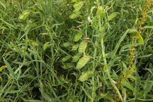 Green Lentils plant in Asian field from Bangladesh. photo