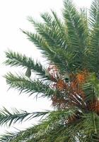a palm date tree with Weaver Birds nest. a bird is perched on a palm tree photo