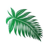 Engraved Illustration Collection of Coconuts and Palm Leaves vector