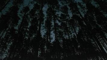 Experience a peaceful journey through a thick forest at night, where towering trees create silhouettes against the starry sky and the air is filled with tranquility. video