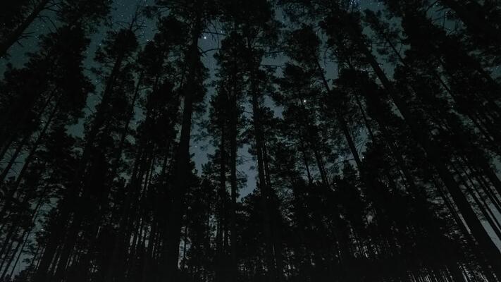 Forest Night Stock Video Footage for Free Download Forest Night Stock Video Footage for Free Download
