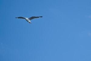 Seagull flying in the sky. White clouds in the background. Bird from the coast. photo