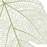 A green leaf vein a pattern of leaves background vector
