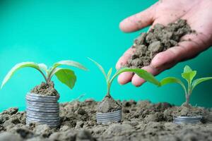 The Growth of Investment Exploring the Relationship Between Plants and Coins Concept photo