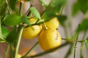 fresh lemons from a lemon tree in a yellow pot in a tranquil garden photo